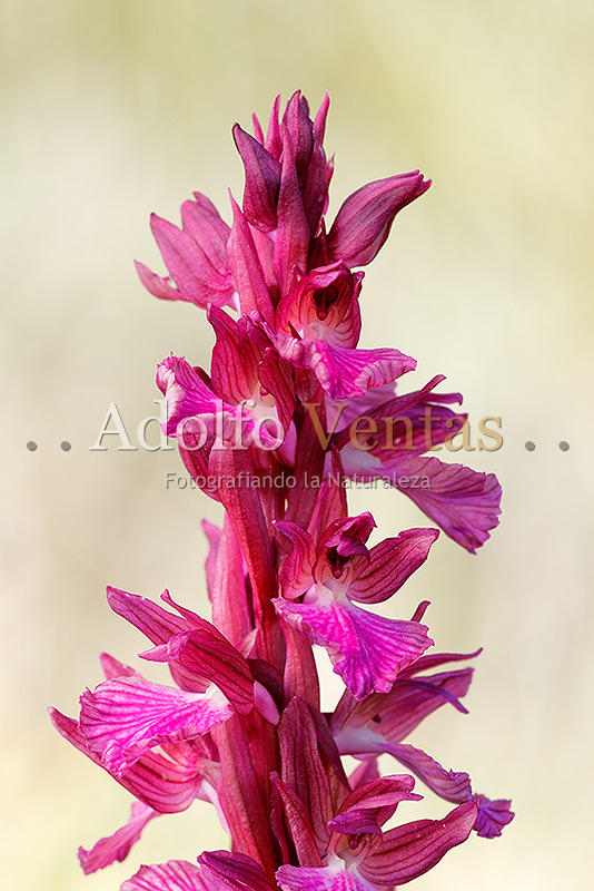 Orchis × dulukae (Detalle Inflorescencia)