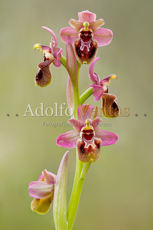 Ophrys x manfredoniae