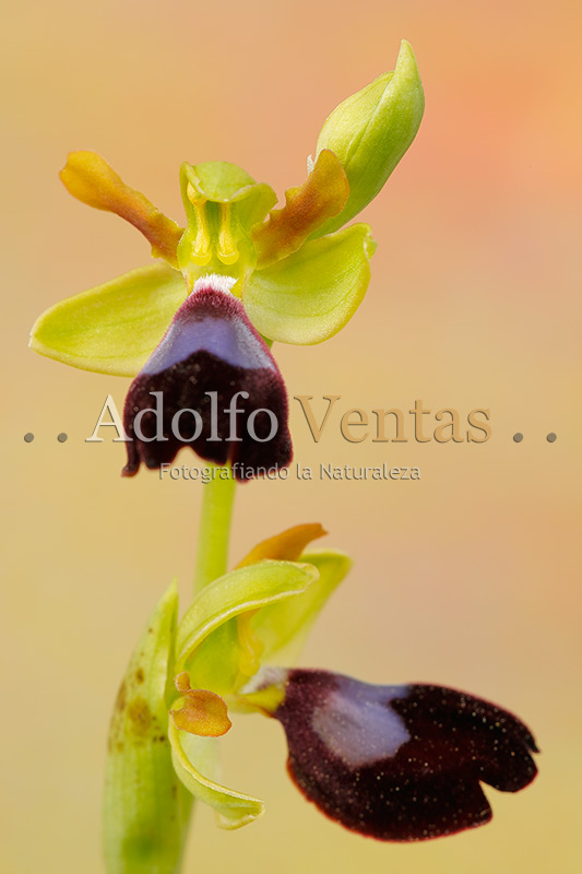 Ophrys atlantica (Frontal)