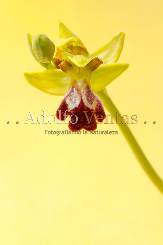 Ophrys fusca Subsp. lupercalis