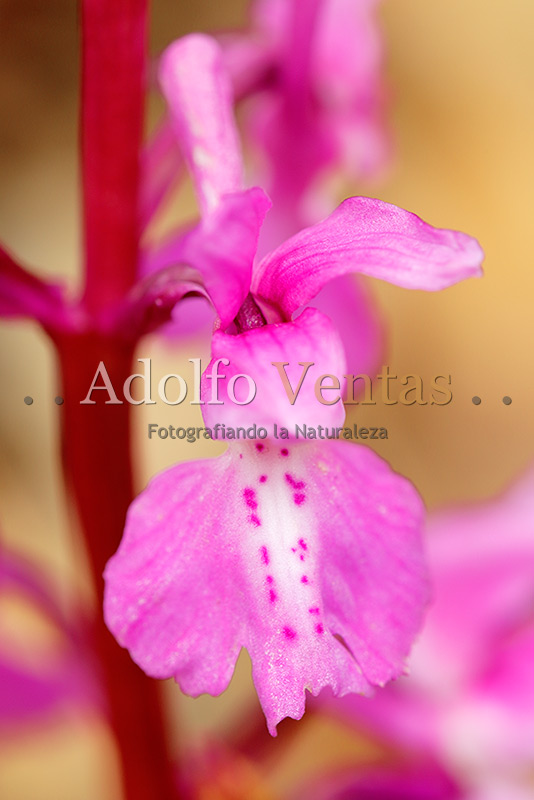 Orchis mascula (detalle flor frontal)