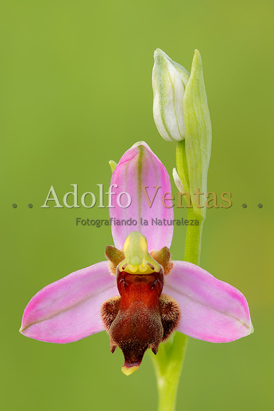 Ophrys apifera var. almaracensis (Detalle)