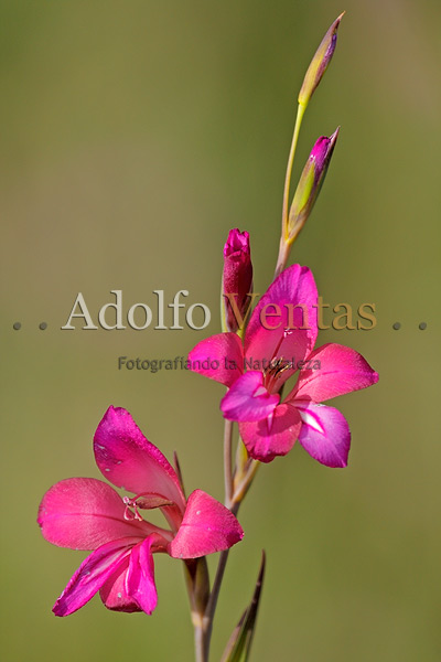 Gladiolo Silvestre (Gladiolus italicus)