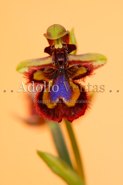 Espejo de Venus (Ophrys speculum)
