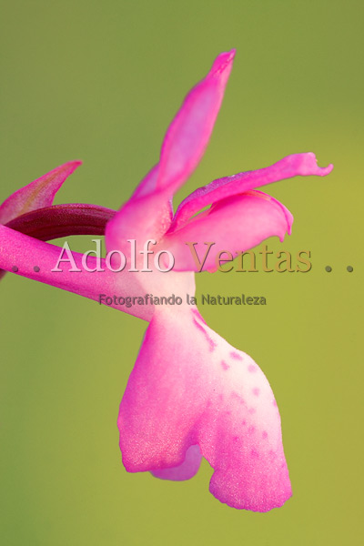 Orchis langei (detalle)
