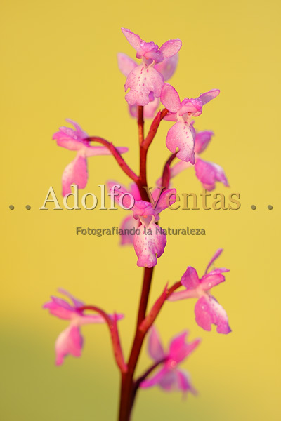 Orchis langei