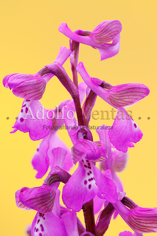Orchis morio (Inflorescencia)