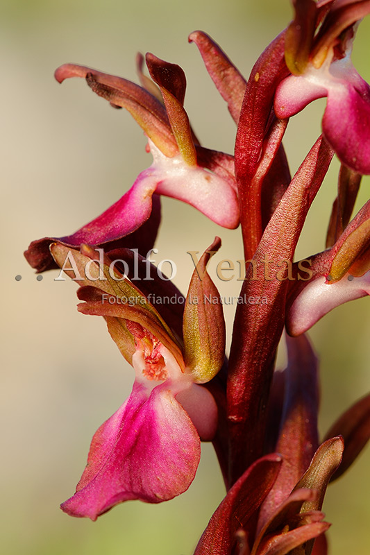 Orchis collina (Detalle Flores)