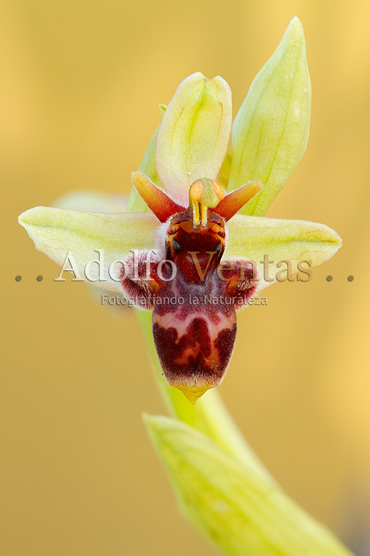 Ophrys x olbiensis