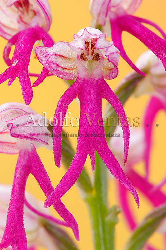 Orchis x bivonae (Detalle Flor)