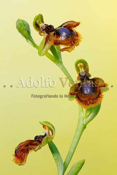 Ophrys x innominata