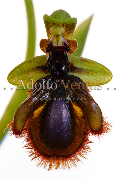 Ophrys x innominata (Vista Superior)