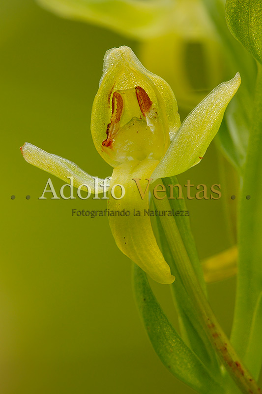 Platanthera algeriensis (Detalle Flor)