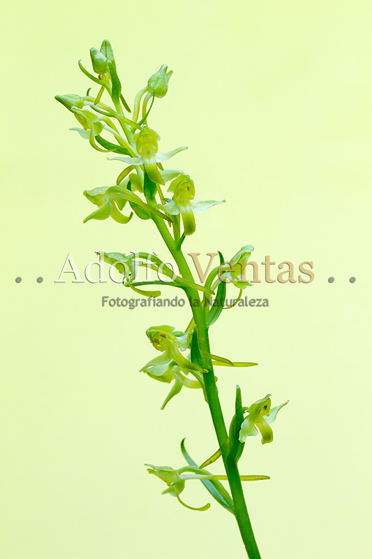 Platanthera algeriensis (Inflorescencia)