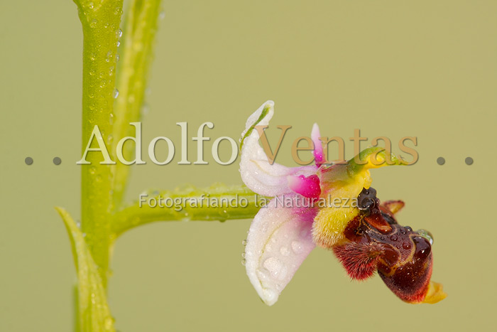 Ophrys scolopax (Subsp. apiformis)