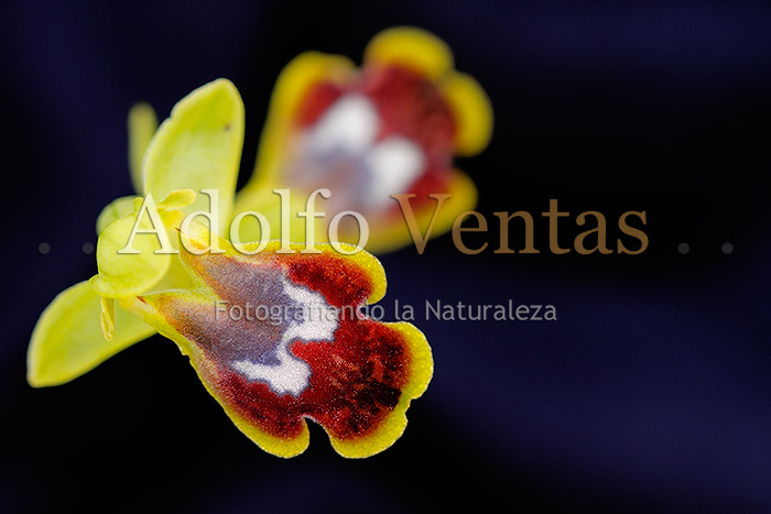 Ophrys fusca Subsp. bilunulata (Flores)