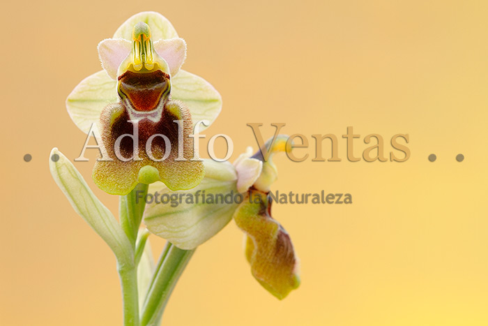 Ophrys tenthredinifera (Hipocromática)