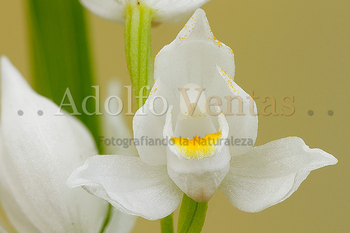 Cephalanthera longifolia (Detalle Flor)