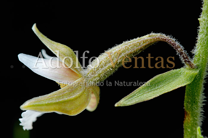 Epipactis palustris (Flor lateral)
