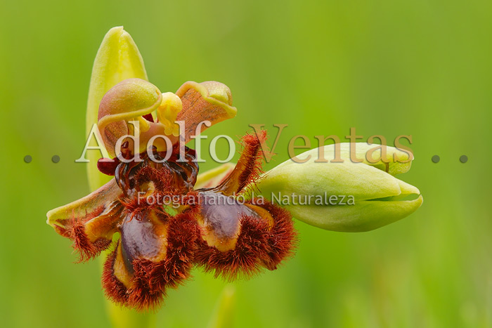 Ophrys speculum (siamesa)