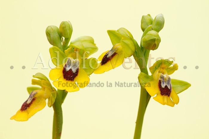 Ophrys lutea (grupo)