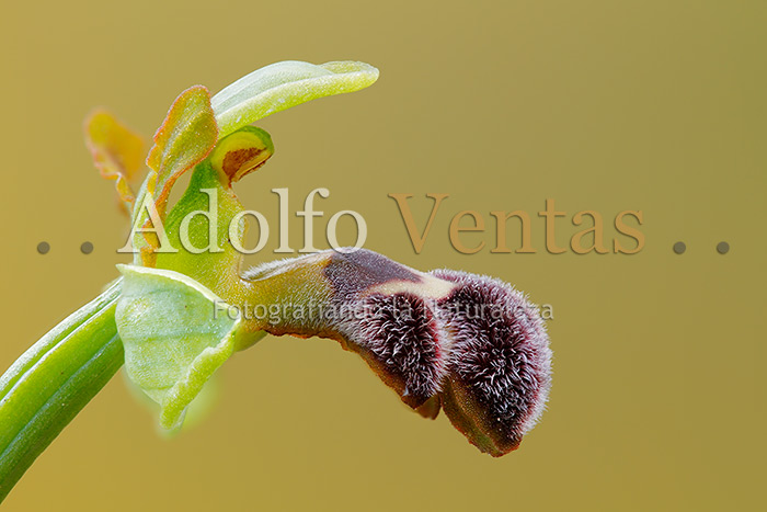 Ophrys dyris (Perfil)