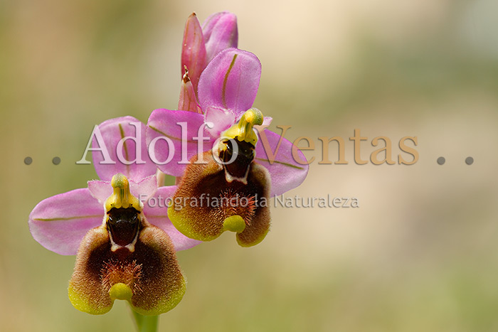 Ophrys tenthredinifera Subsp. ficalhoana (Flores)