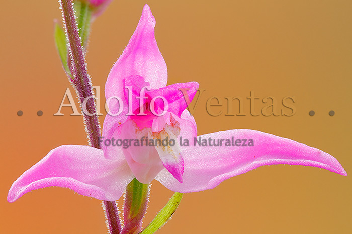 Cephalanthera rubra (Flor)