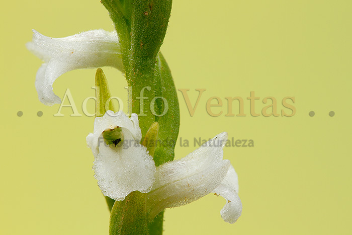 Spiranthes aestivalis (Flores)