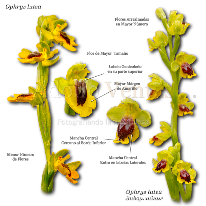 Diferencias Ophrys lutea con Ophrys lutea Subsp. minor