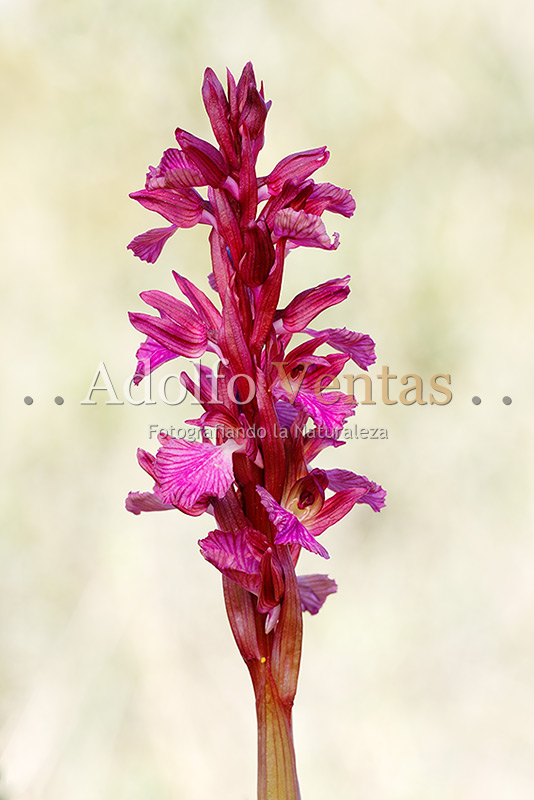 Orchis × dulukae (Inflorescencia)