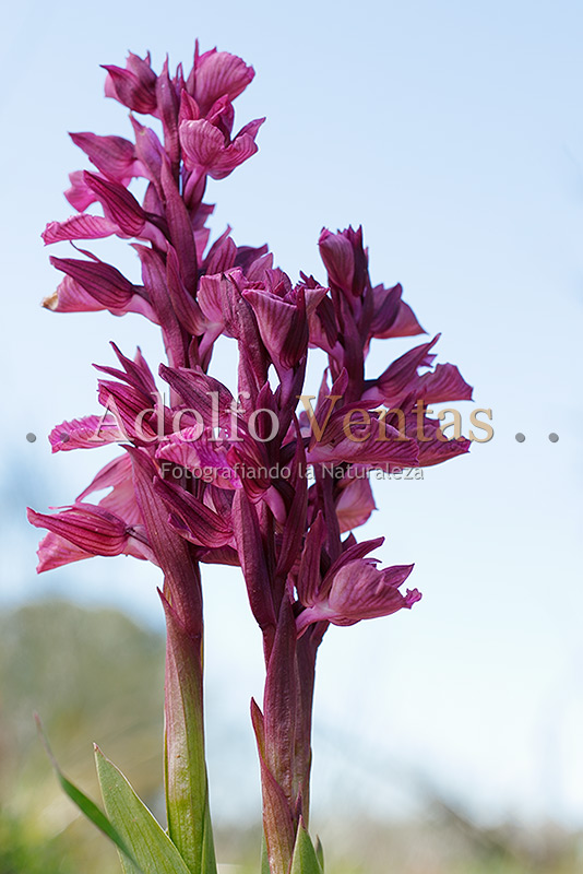 Orchis × dulukae (Plantas)