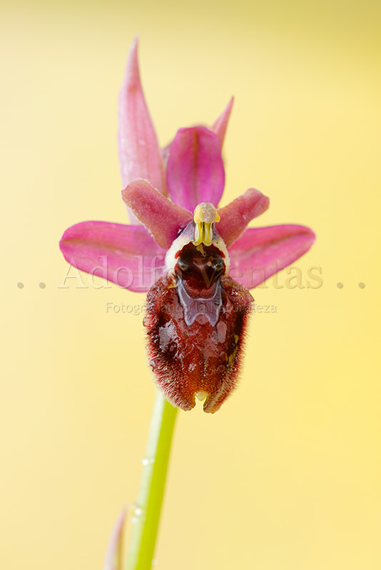 Ophrys x manfredoniae