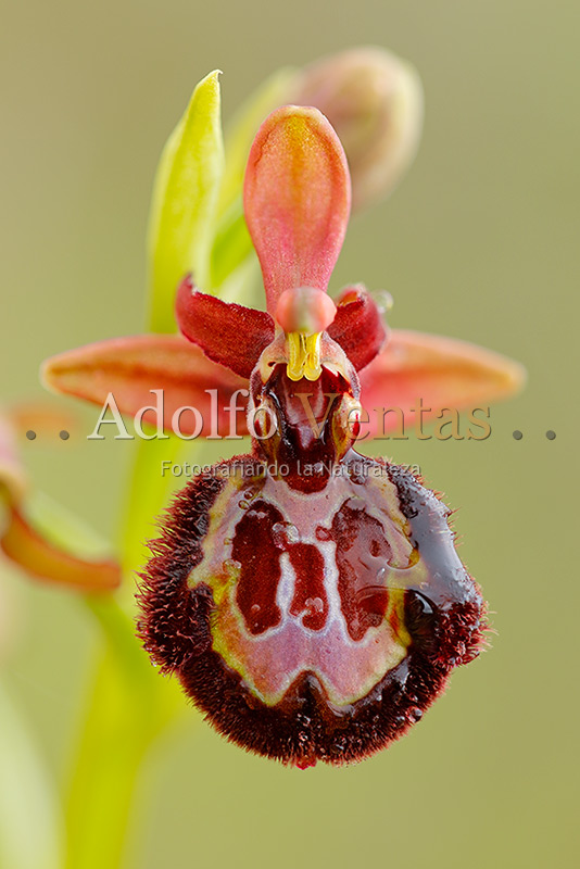 Ophrys x pantaliciensis var. rosea