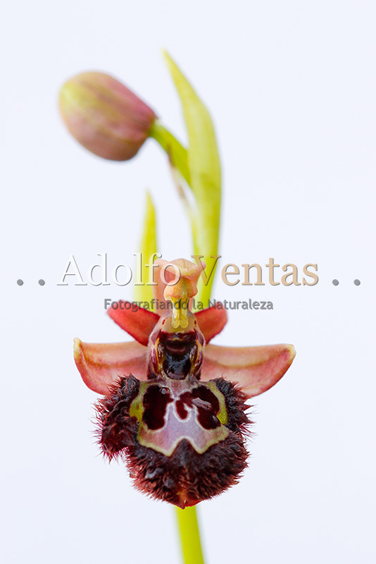 Ophrys x pantaliciensis var. rosea