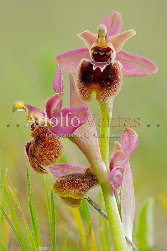 Ophrys x manfredoniae