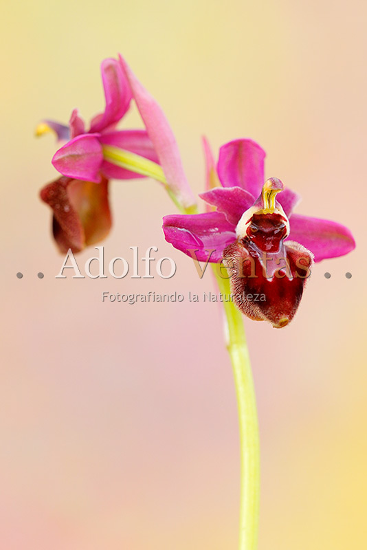 Ophrys x manfredoniae