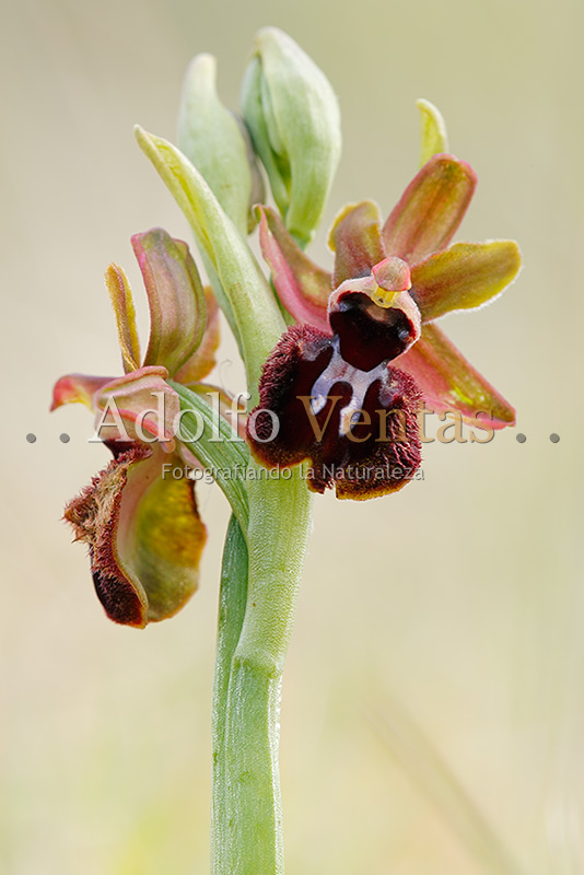 Ophrys incubacea var. rubriflora