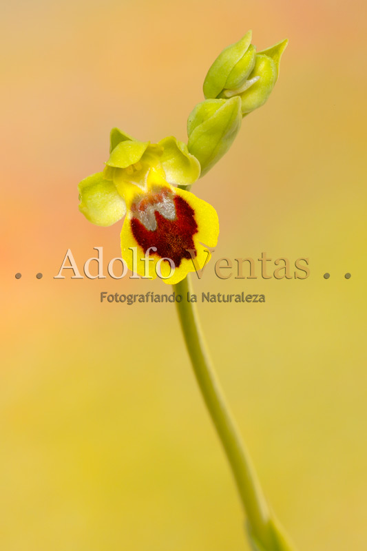 Ophrys lutea (Subsp. minor)