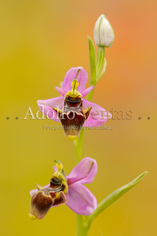 Ophrys scolopax