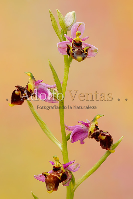 Ophrys scolopax