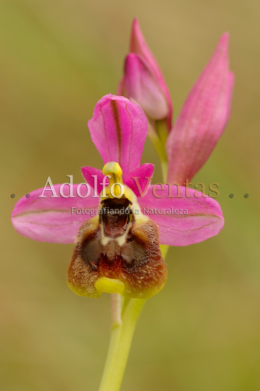 Ophrys tenthredinifera Subsp. ficalhoana