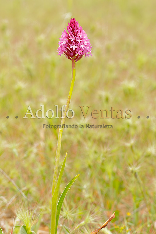 Anacamptis pyramidalis (Planta)