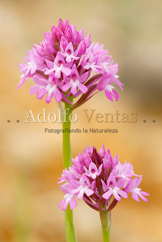 Anacamptis pyramidalis