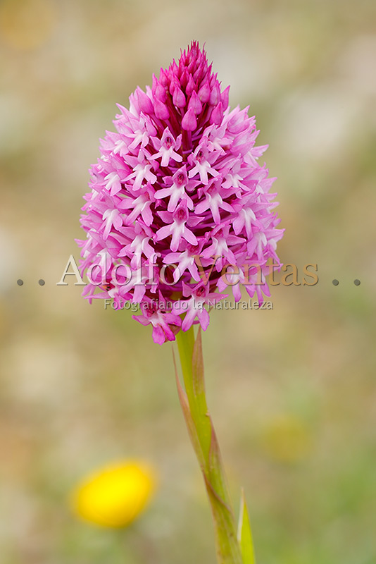 Anacamptis pyramidalis