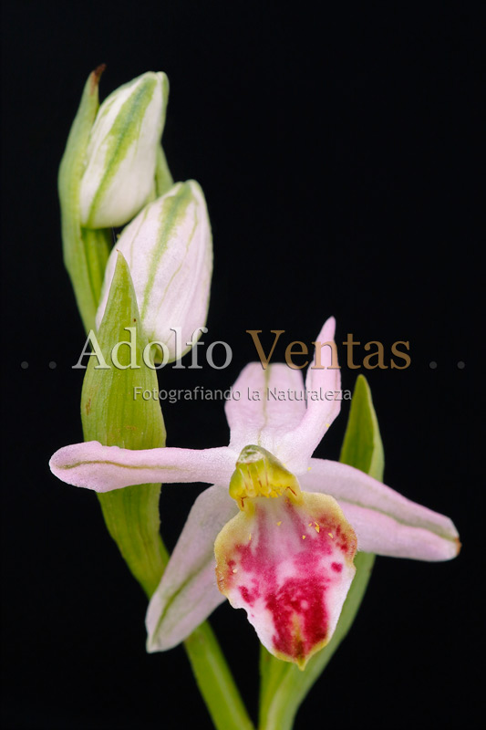 Ophrys apifera var. fraternalis