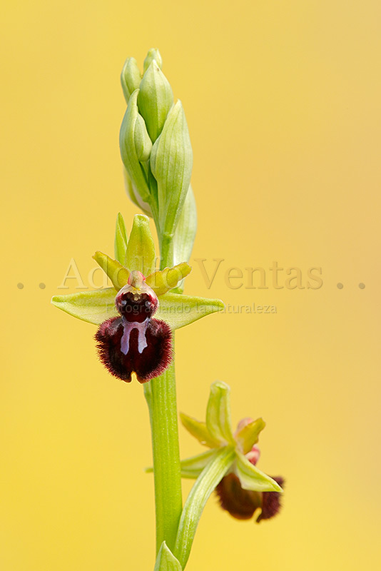 Ophrys incubacea