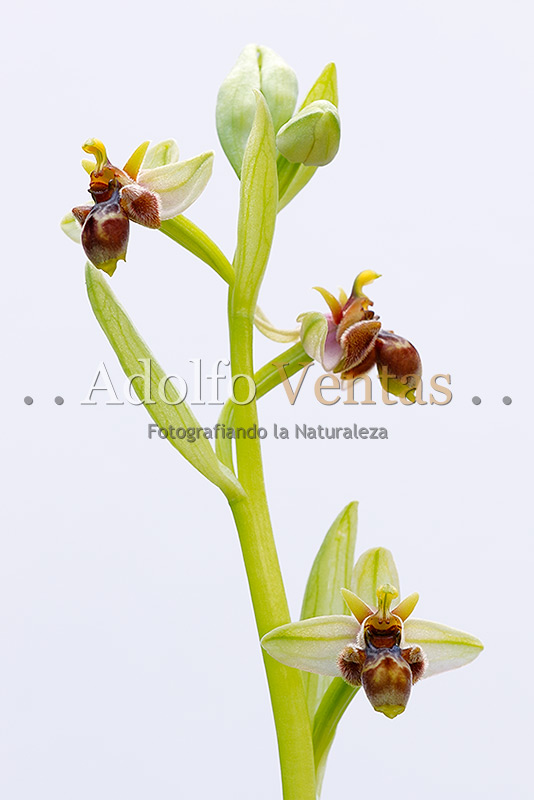 Ophrys x olbiensis