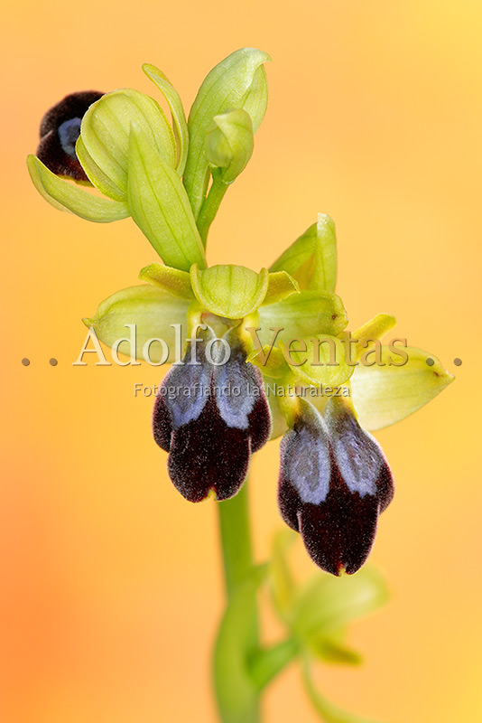 Ophrys fusca subsp. arnoldii 