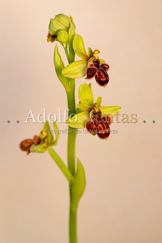 Ophrys x cosana